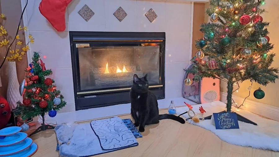 Berry, Rosie’s black cat, sitting in front of a lit fireplace between two small Christmas trees