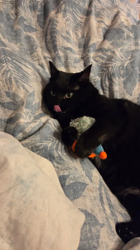 Berry lying on a blanket, hugging a toy with her tongue out