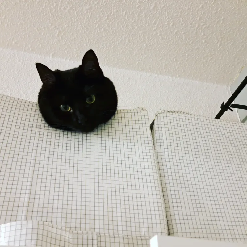 Berry peering down from the top of a tall cabinet